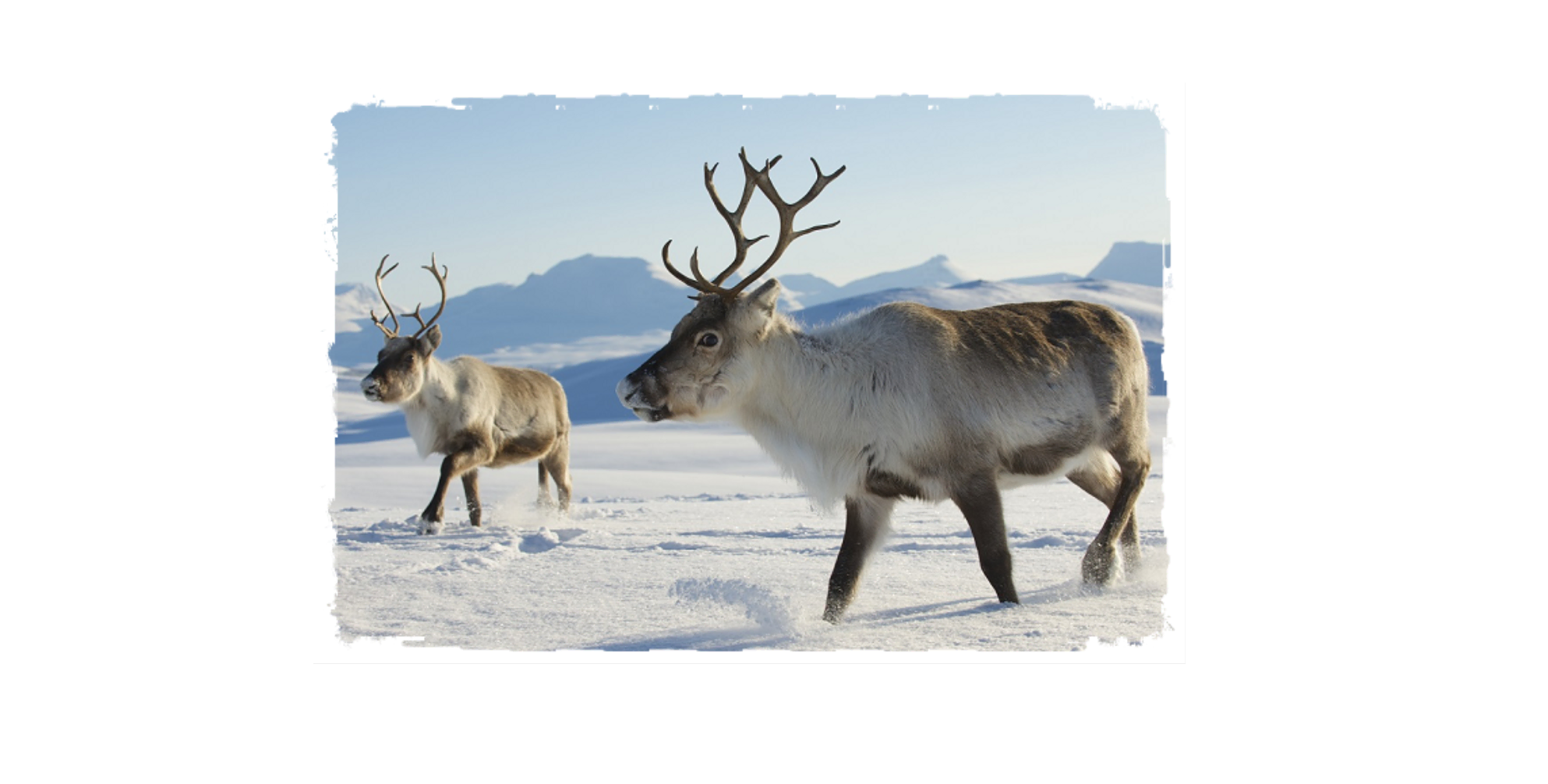 Caribou animal picture